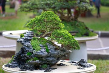 Bonsai Feature Image