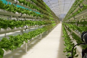 Hydroponic Gardening