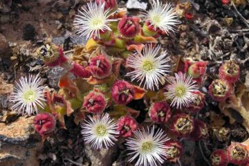 Ice Plant