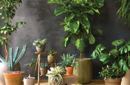 Indoor and Outdoor Plants