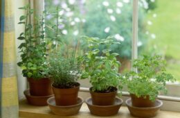 Indoor Herb Garden