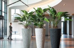 Indoor Plants Elevate Office Design