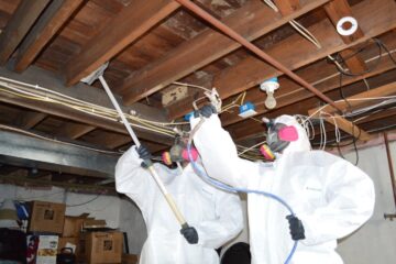 Mold Extraction in Homes