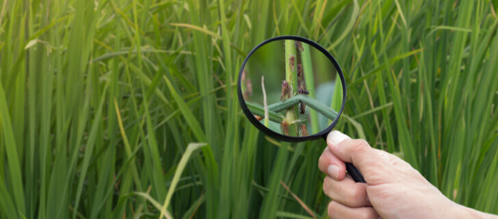 Rodent Control in Agriculture