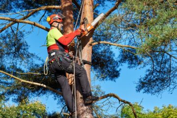 tree-service-removal