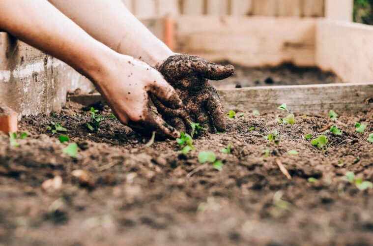 Growing fresh herbs in a vegtrug