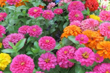 Zinnia flower