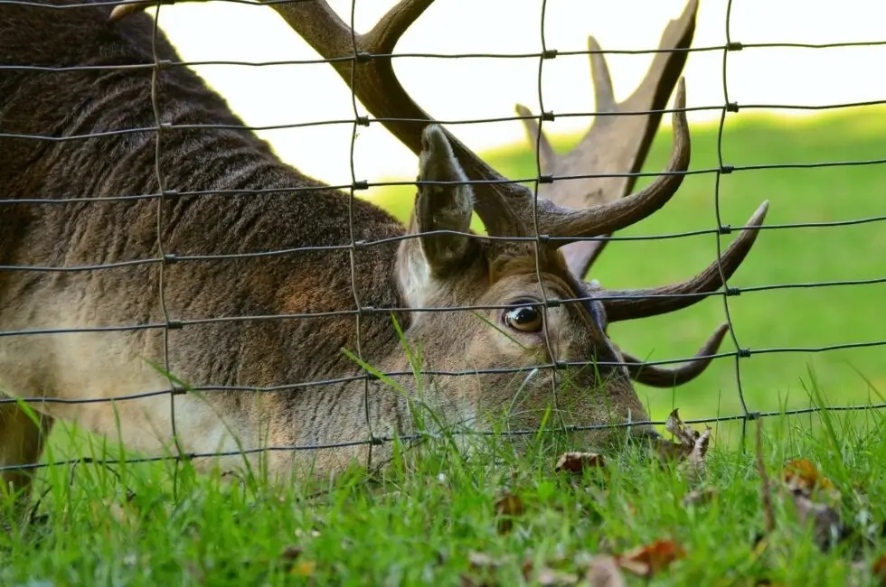 Deer Fencing 