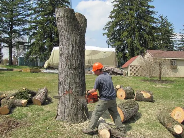 Stump Grinding in Sydney